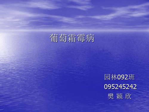 葡萄霜霉病