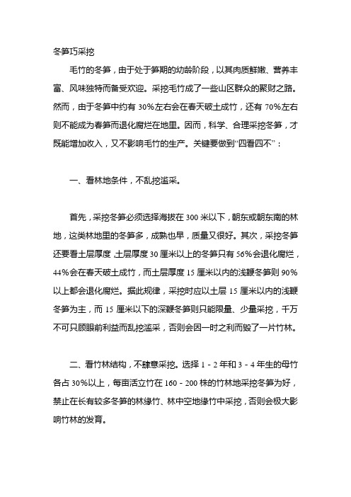 冬笋巧采挖