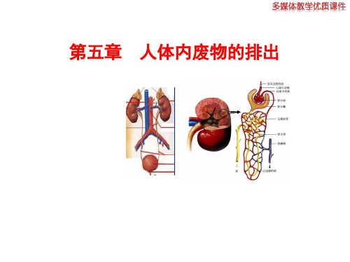 初中生物苏教版七年级下册第十一章第二节 人体废物的排出 课件(共25张PPT)