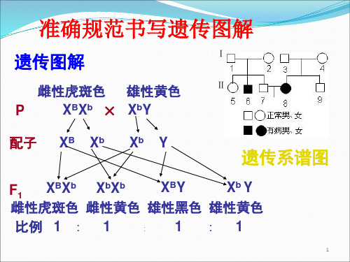 规范书写遗传图解