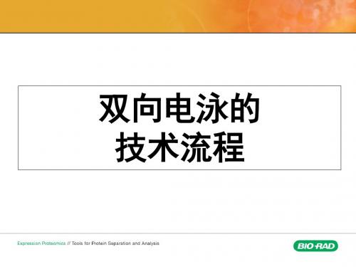 双向电泳技术流程