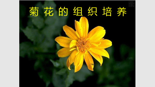 专题四菊花的组织培养PPT课件