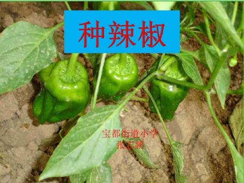 《种辣椒》课件