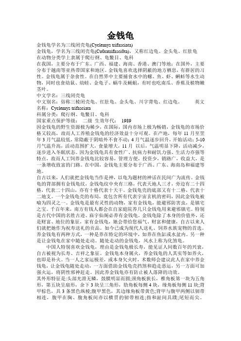 金钱龟