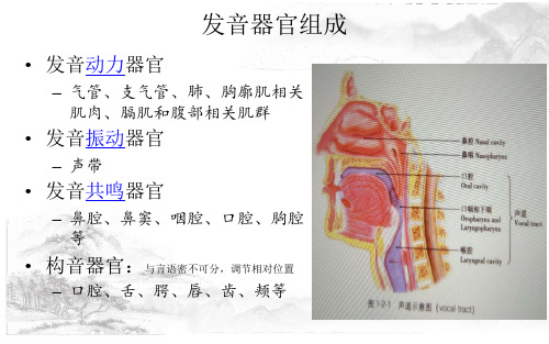 喉-嗓音 - 应用解剖学