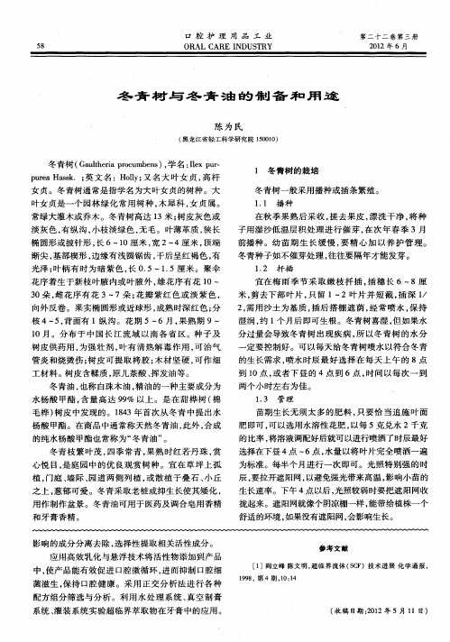 冬青树与冬青油的制备和用途