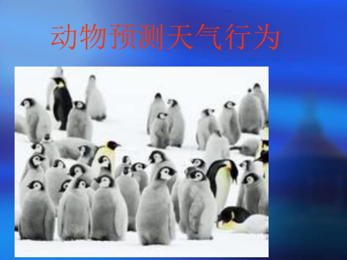 小动物预测天气的行为