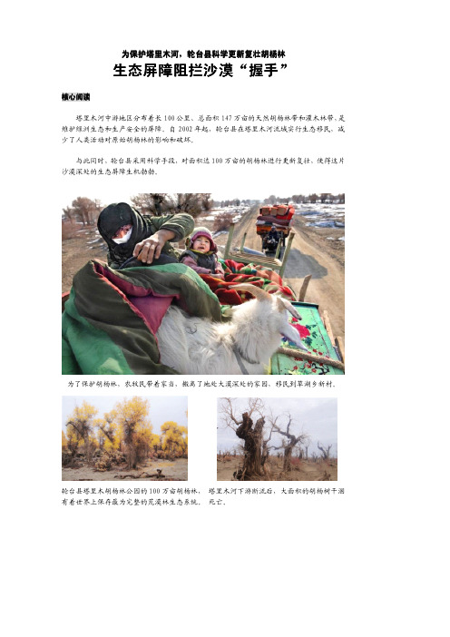 为保护塔里木河,轮台县科学更新复壮胡杨林 - 中国环