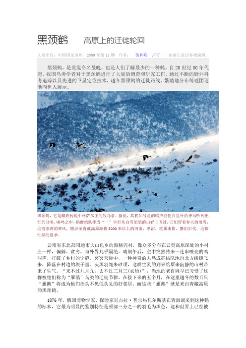 黑颈鹤——高原上的轮回迁徙
