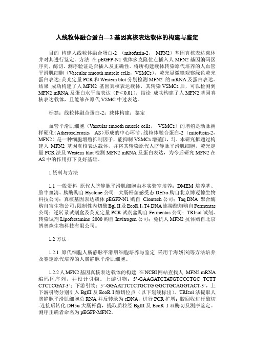 人线粒体融合蛋白—2基因真核表达载体的构建与鉴定