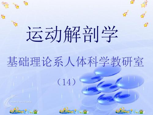 13肌肉总论