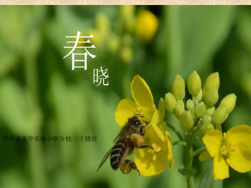春晓ppt课件