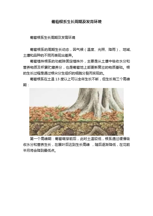 葡萄根系生长周期及发育环境