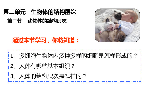 人教版七年级生物上册第二单元第二章第二节动物体的结构层次课件(共31张PPT)