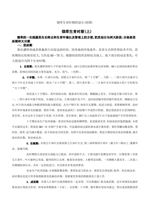 烟草生育时期的划分(组图)