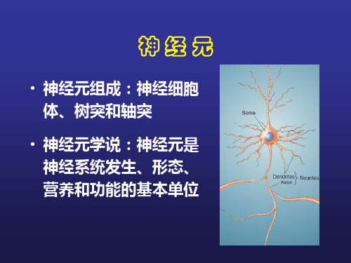 认知神经科学专题脑神经基础