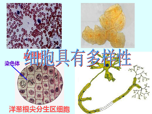 人教版高中生物必修一1-2细胞的多样性和统一性(共38张PPT)