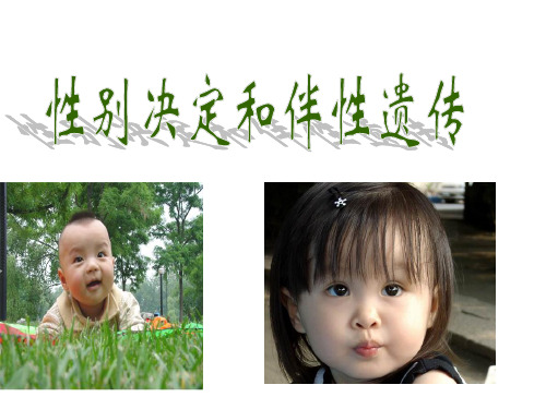 高考生物一轮复习课件：性别决定和伴性遗传 (共35张PPT)