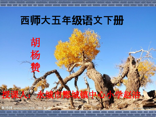 《胡杨赞》课件