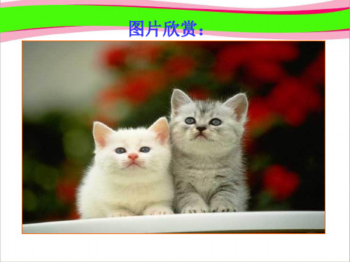 【人教部编版】获奖精致课件《猫》ppt教学课件