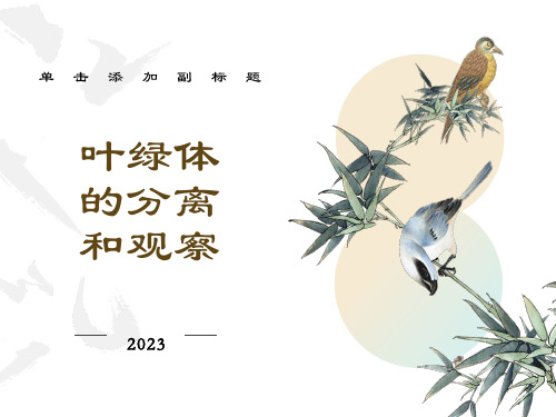 叶绿体提取及观察
