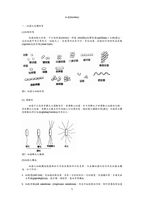 细菌(bacteria)