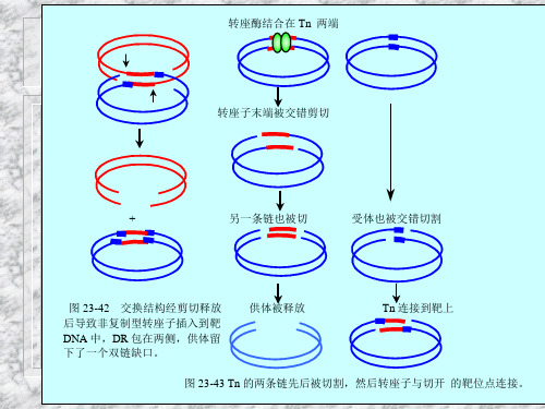 第二十三章重组和转座
