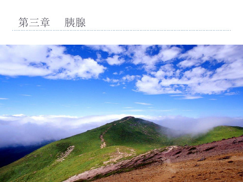 胰腺基本病变CT精品PPT课件