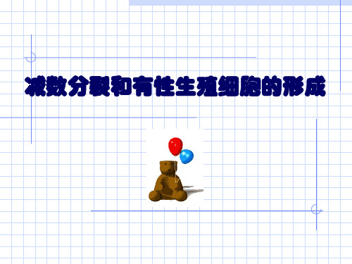 减数分裂与精子形成过程 (共33张PPT)