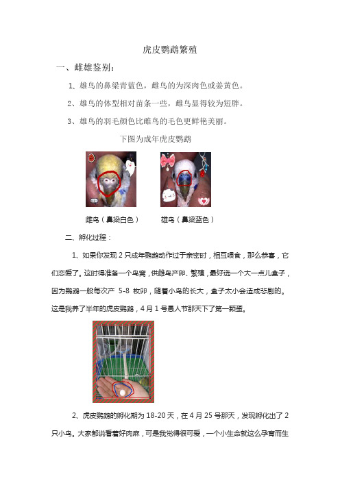 鹦鹉的孵化日记