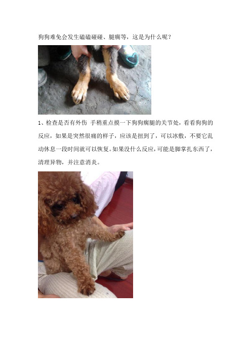 狗狗前腿瘸是怎么回事呢,专业宠物医师帮你解答