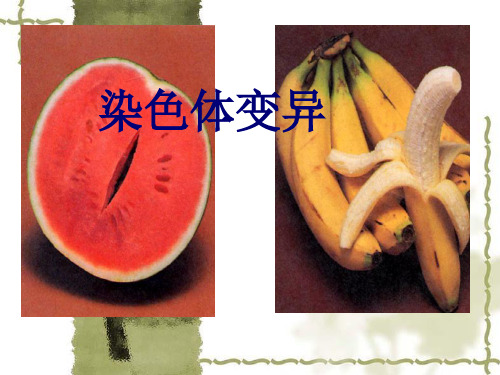 《染色体变异一轮》PPT课件