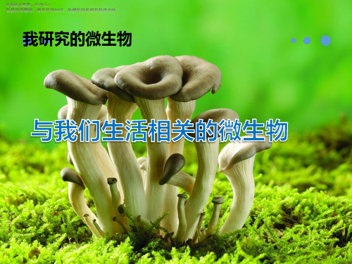 五年级下册科学教学课件《我研究的微生物》课件 大象版