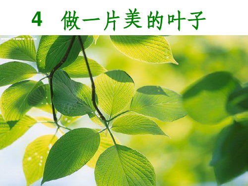做一片美的叶子ppt课件