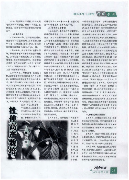 杜仲高产栽培