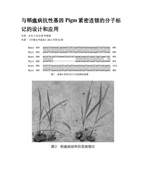 与稻瘟病抗性基因Pigm紧密连锁的分子标记的设计和应用
