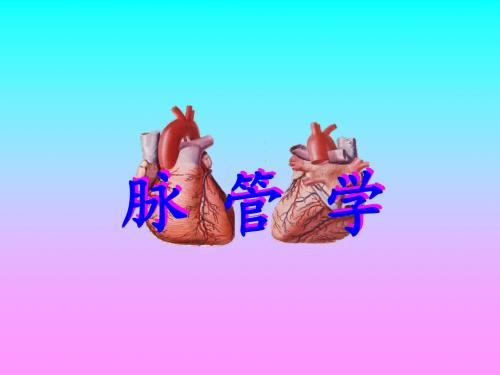 脉管学总论、心