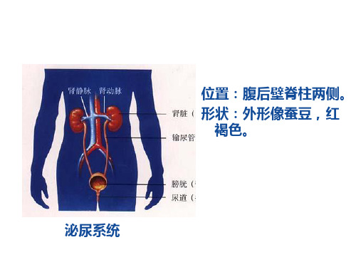 肾脏的结构PPT课件