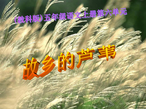 教科版五年级上册故乡的芦苇课件