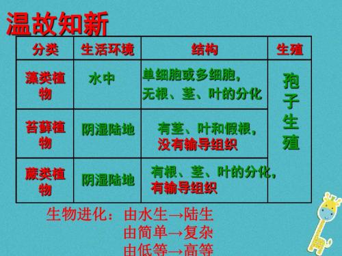 第三章第五节裸子植物(共26张PPT)