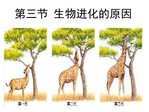 人教版生物八下3.3《生物进化的原因》课件 (共25张PPT)