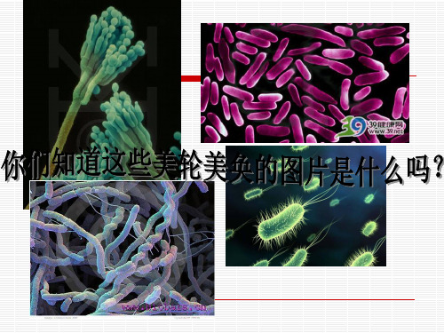 微生物与人类健康