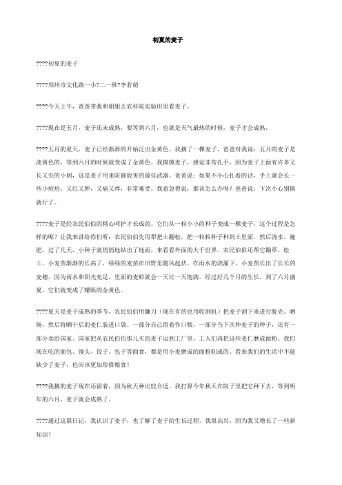 初夏的麦子作文
