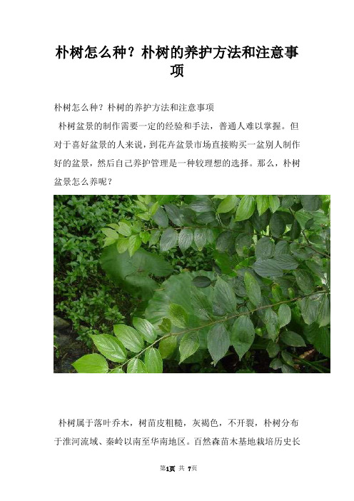 朴树怎么种？朴树的养护方法和注意事项