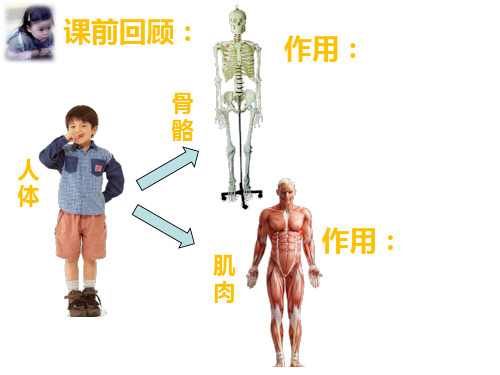 四年级上册科学课件-4.3运动起来会怎样｜教科版2