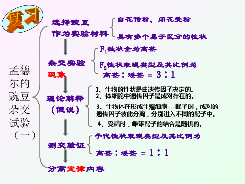 人教课标版高中生物必修2《孟德尔的豌豆杂交实验(二)》名师课件