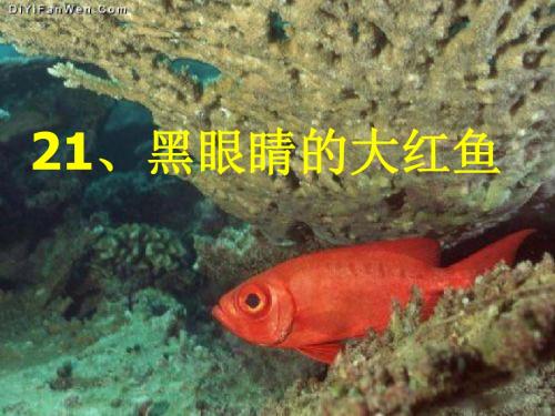21黑眼睛的大红鱼1
