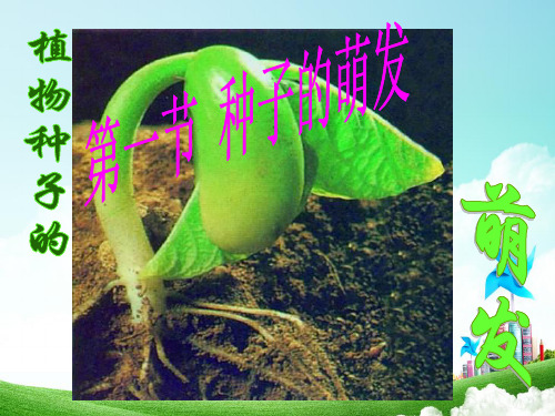 (教科版)四年级科学下册课件2.5_种子的萌发(实用)