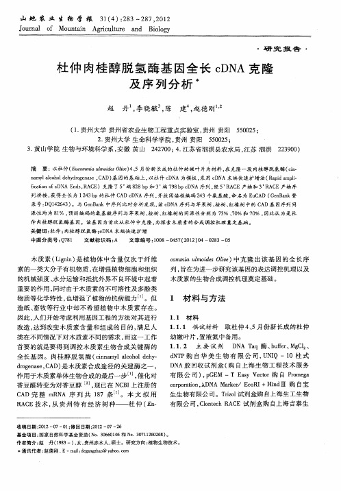 杜仲肉桂醇脱氢酶基因全长cDNA克隆及序列分析