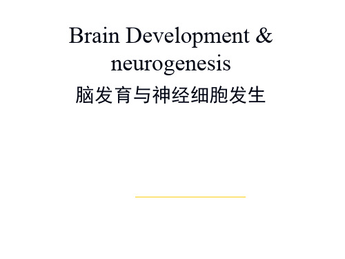 神经生物学：脑发育与神经细胞发生